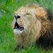 Lion 180508